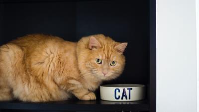 Cat bowl pet 4k wallpaper