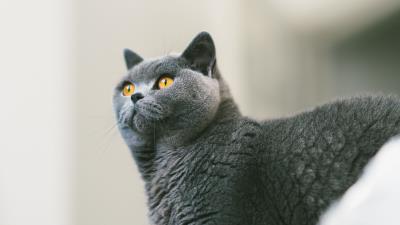 Cat british gray 4k wallpaper