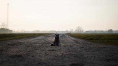 Cat british road sits 4k wallpaper