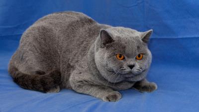 Cat briton down wool 4k wallpaper