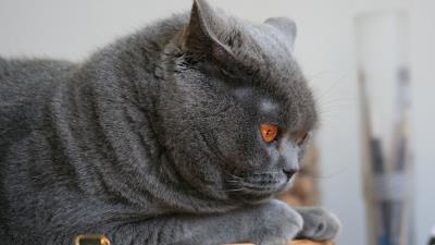 Cat briton lie fac 4k wallpaper