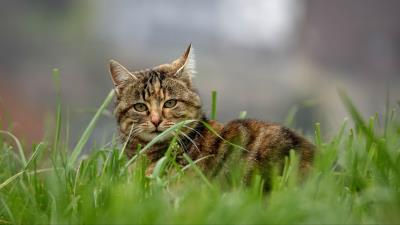 Cat brown striped 4k wallpaper