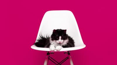 Cat chair photo shoot 4k wallpaper