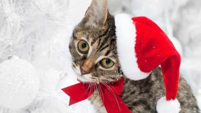 Cat christmas hat face snow winte 4k wallpaper