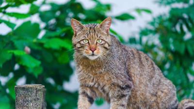 Cat climbing striped ol 4k wallpaper