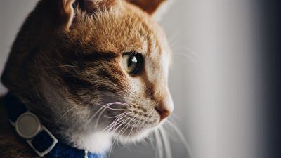 Cat collar pet 4k wallpaper