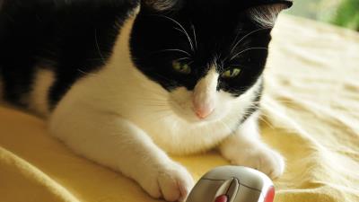 Cat computer mouse toy play spotted 4k wallpaper