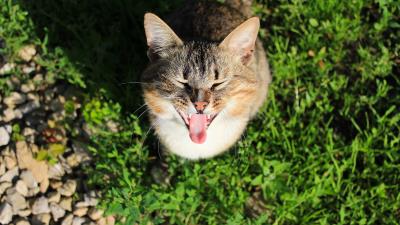 Cat cry grass shade concer 4k wallpaper