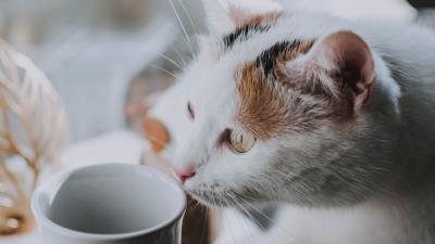 Cat cup pet 4k wallpaper