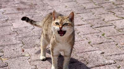 Cat discontent indignation 4k wallpaper