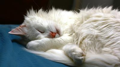 Cat dream face fluffy 4k wallpaper