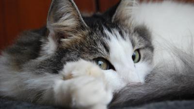 Cat eyes face sadness 4k wallpaper