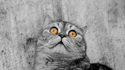 Cat eyes striped colo 4k wallpaper