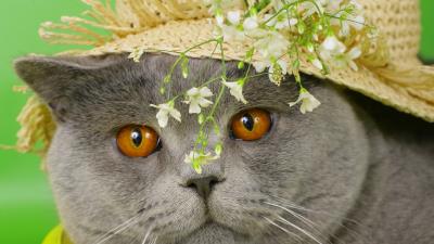 Cat face briton hat flowers 4k wallpaper