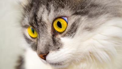 Cat face eyes fluffy 4k wallpaper