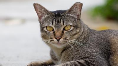 Cat face eyes sadness striped 4k wallpaper