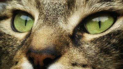 Cat face eyes striped  4k wallpaper