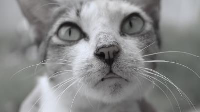 Cat face eyes whiskers bw 4k wallpaper