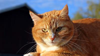 Cat face fat loo 4k wallpaper