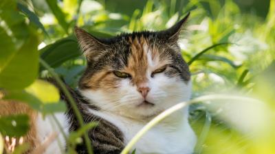 Cat face grass sleepy cat 4k wallpaper