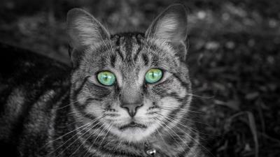 Cat face greeneyed 4k wallpaper