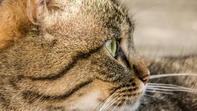 Cat face profile striped 4k wallpaper
