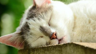 Cat face sleep 4k wallpaper