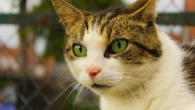 Cat face spotted green eyed 4k wallpaper