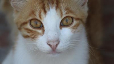 Cat face spotted image 4k wallpaper