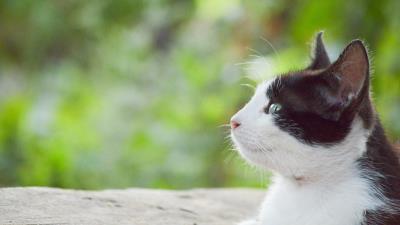 Cat face spotted lying 4k wallpaper