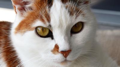 Cat face spotted wallpaper 4k wallpaper