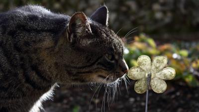 Cat face striped flowe 4k wallpaper