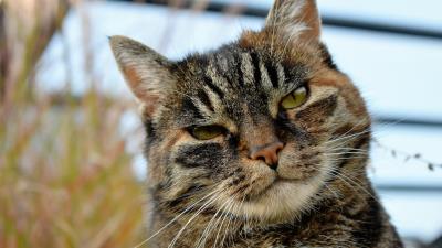 Cat face striped spotted look 4k wallpaper