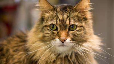 Cat fat face eye 4k wallpaper