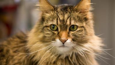 Cat fat face eyes 4k wallpaper