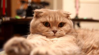 Cat fat fluffy li 4k wallpaper