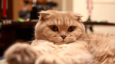 Cat fat fluffy lie 4k wallpaper