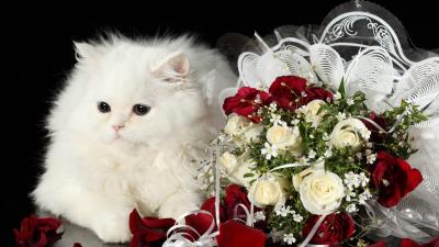 Cat flower roses black background 4k wallpaper
