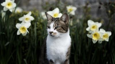 Cat flowers glance 4k wallpaper