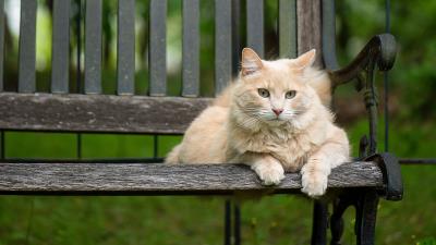 Cat fluffy bench 4k wallpaper