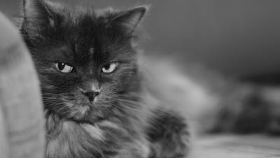 Cat fluffy face black and white look 4k wallpaper