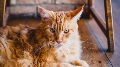 Cat fluffy ginger cat 4k wallpaper