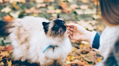 Cat fluffy hand care 4k wallpaper