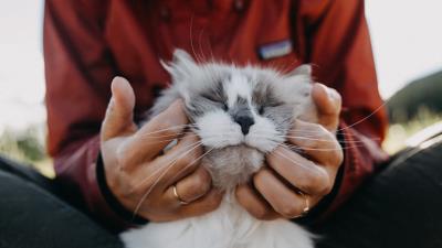 Cat fluffy hands tenderness 4k wallpaper