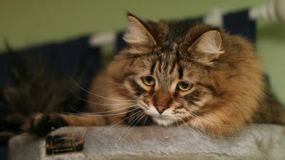 Cat fluffy look watch 4k wallpaper