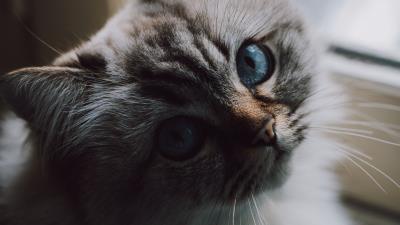 Cat fluffy pet 4k wallpaper
