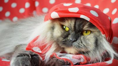 Cat fluffy shawl lying fac 4k wallpaper