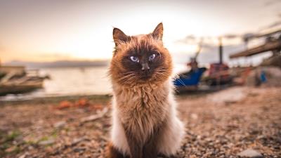 Cat fluffy sitting muzzle 4k wallpaper