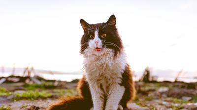 Cat fluffy sitting spotted 4k wallpaper
