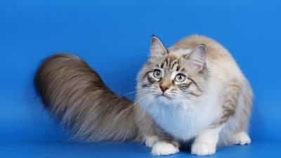 Cat fluffy tail eyes photoshoot 4k wallpaper